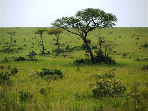 Plant-Based Energy in Africa's Magical Grasslands: A Sustainable Solution